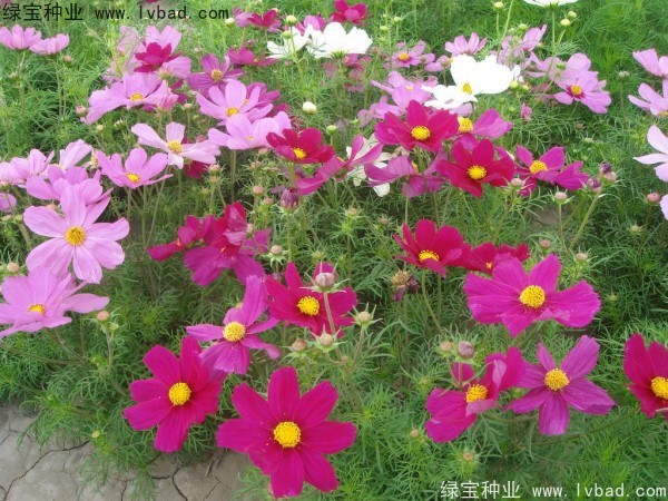 <a href='http://m.fscangbo.com/caohuazhongzi/12.html' target='_blank'>波斯菊種子</a>