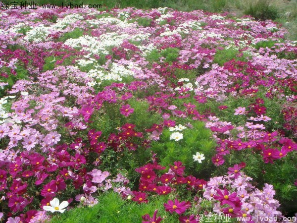 <a href='http://m.fscangbo.com/caohuazhongzi/12.html' target='_blank'>波斯菊種子</a>