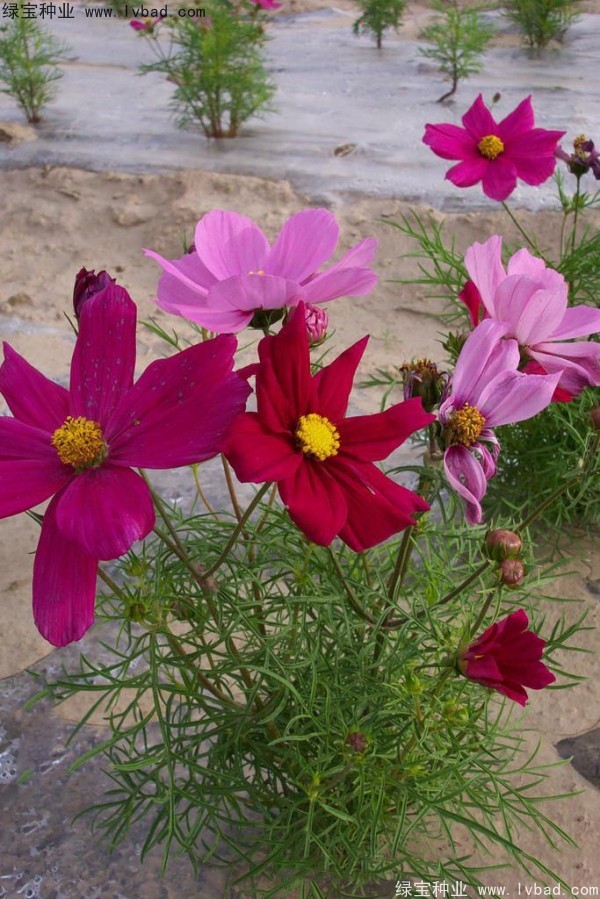 <a href='http://m.fscangbo.com/caohuazhongzi/12.html' target='_blank'>波斯菊種子</a>