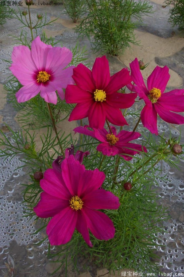 波斯菊<a href='http://m.fscangbo.com/' target='_blank'>種子</a>
