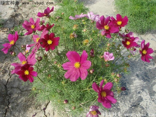 波斯菊<a href='http://m.fscangbo.com/' target='_blank'>種子</a>