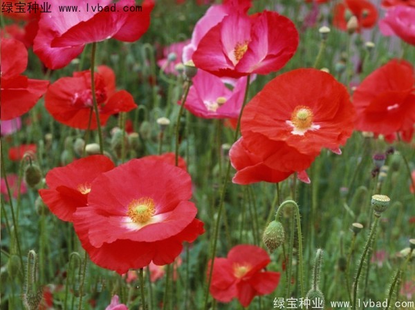 <a href='http://m.fscangbo.com/caohuazhongzi/161.html' target='_blank'>虞美人</a>