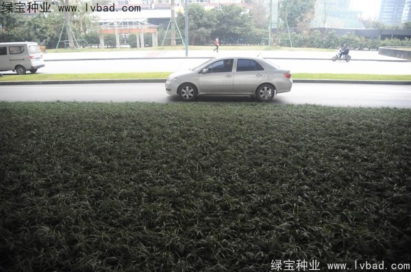 麥冬草<a href='http://m.fscangbo.com/' target='_blank'>種子</a> 麥冬草<a href='http://m.fscangbo.com/' target='_blank'>種子</a>