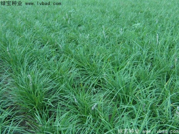 <a href='http://m.fscangbo.com/linmuzhongzi/1695.html' target='_blank'>麥冬草</a><a href='http://m.fscangbo.com/' target='_blank'>種子</a> <a href='http://m.fscangbo.com/linmuzhongzi/1695.html' target='_blank'>麥冬草</a><a href='http://m.fscangbo.com/' target='_blank'>種子</a>