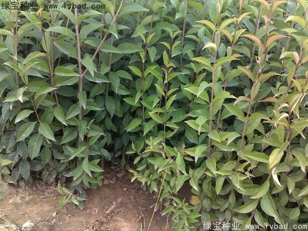 <a href='http://m.fscangbo.com/linmuzhongzi/1696.html' target='_blank'>大葉女貞種子</a>
