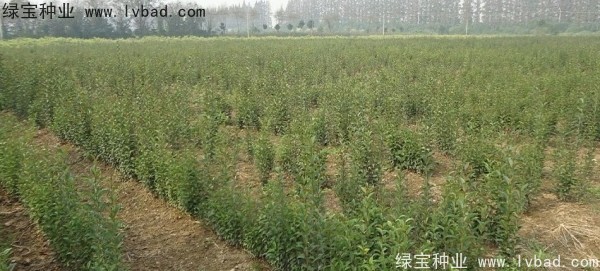 <a href='http://m.fscangbo.com/linmuzhongzi/1696.html' target='_blank'>大葉女貞種子</a>