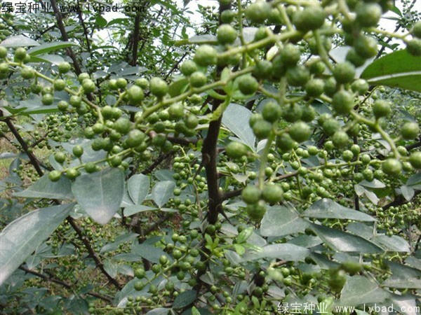 花椒<a href='http://m.fscangbo.com/' target='_blank'>種子</a>