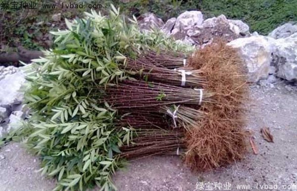 <a href='http://m.fscangbo.com/linmuzhongzi/1701.html' target='_blank'>花椒種子</a>