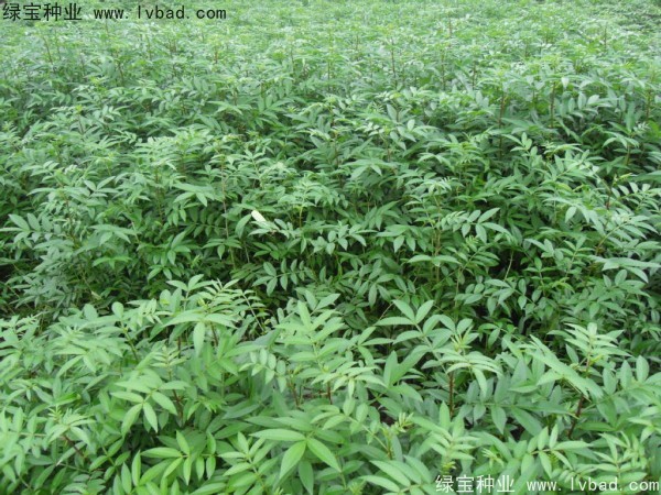 <a href='http://m.fscangbo.com/linmuzhongzi/1701.html' target='_blank'>花椒種子</a>