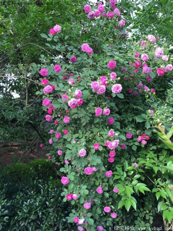 薔薇<a href='http://m.fscangbo.com/' target='_blank'>種子</a>