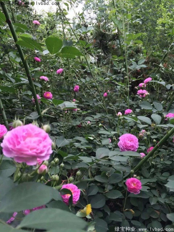 <a href='http://m.fscangbo.com/linmuzhongzi/1702.html' target='_blank'>薔薇種子</a>