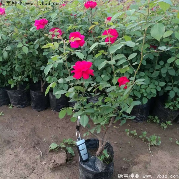 <a href='http://m.fscangbo.com/linmuzhongzi/1702.html' target='_blank'>薔薇</a><a href='http://m.fscangbo.com/' target='_blank'>種子</a>