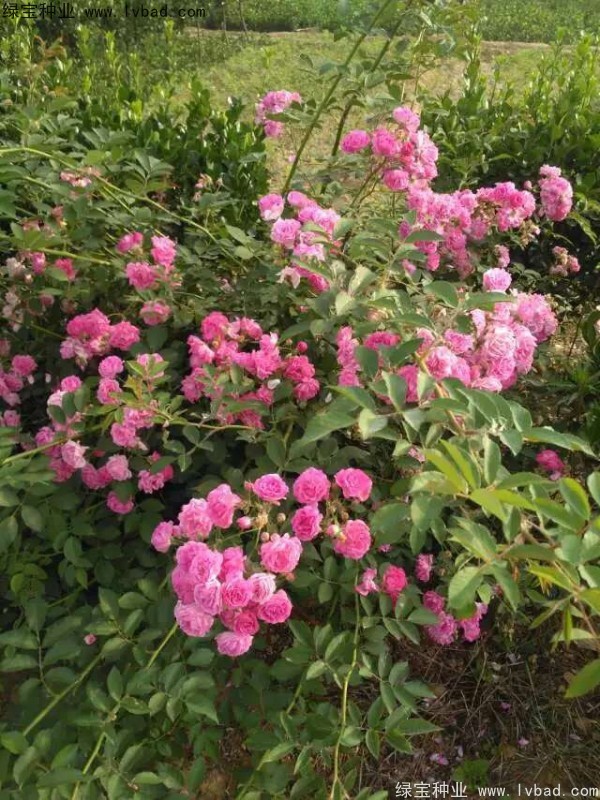 <a href='http://m.fscangbo.com/linmuzhongzi/1702.html' target='_blank'>薔薇</a><a href='http://m.fscangbo.com/' target='_blank'>種子</a>