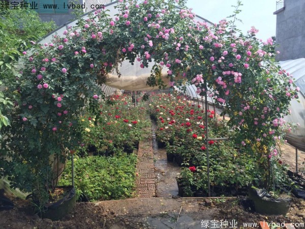 <a href='http://m.fscangbo.com/linmuzhongzi/1702.html' target='_blank'>薔薇種子</a>