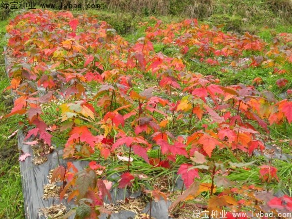 <a href='http://m.fscangbo.com/linmuzhongzi/1706.html' target='_blank'>紅楓種子</a>