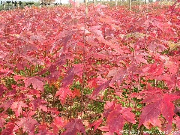 紅楓<a href='http://m.fscangbo.com/' target='_blank'>種子</a>