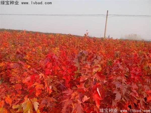 <a href='http://m.fscangbo.com/linmuzhongzi/1706.html' target='_blank'>紅楓種子</a>
