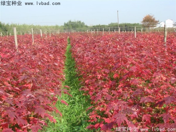 <a href='http://m.fscangbo.com/linmuzhongzi/1706.html' target='_blank'>紅楓</a><a href='http://m.fscangbo.com/' target='_blank'>種子</a>