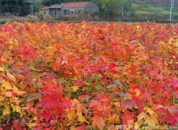 紅楓<a href='http://m.fscangbo.com/' target='_blank'>種子</a>