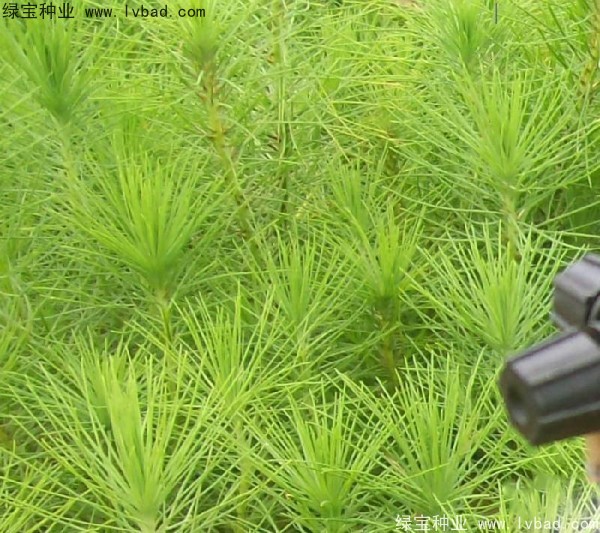 <a href='http://m.fscangbo.com/linmuzhongzi/1708.html' target='_blank'>馬尾松種子</a>