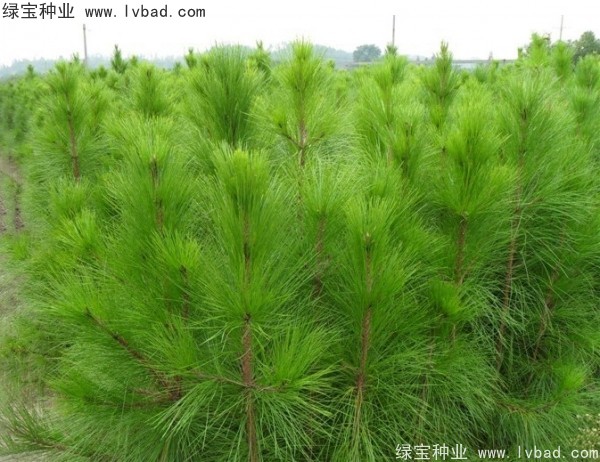 <a href='http://m.fscangbo.com/linmuzhongzi/1708.html' target='_blank'>馬尾松種子</a>