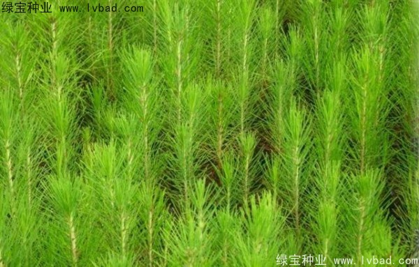 <a href='http://m.fscangbo.com/linmuzhongzi/1708.html' target='_blank'>馬尾松種子</a>