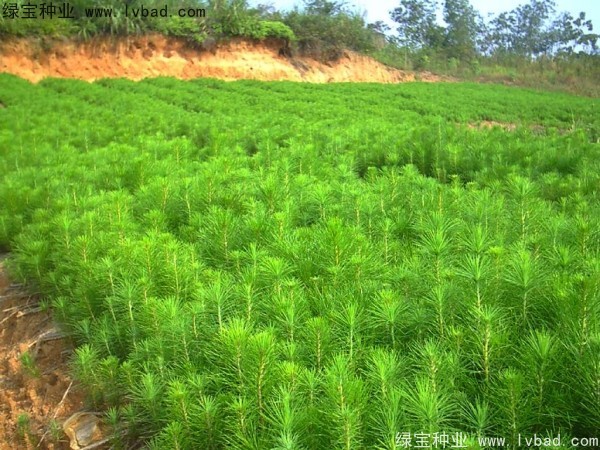 馬尾松<a href='http://m.fscangbo.com/' target='_blank'>種子</a>
