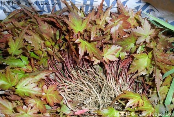 <a href='http://m.fscangbo.com/linmuzhongzi/1711.html' target='_blank'>雞爪槭</a><a href='http://m.fscangbo.com/' target='_blank'>種子</a>