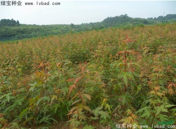 <a href='http://m.fscangbo.com/linmuzhongzi/1711.html' target='_blank'>雞爪槭種子</a>
