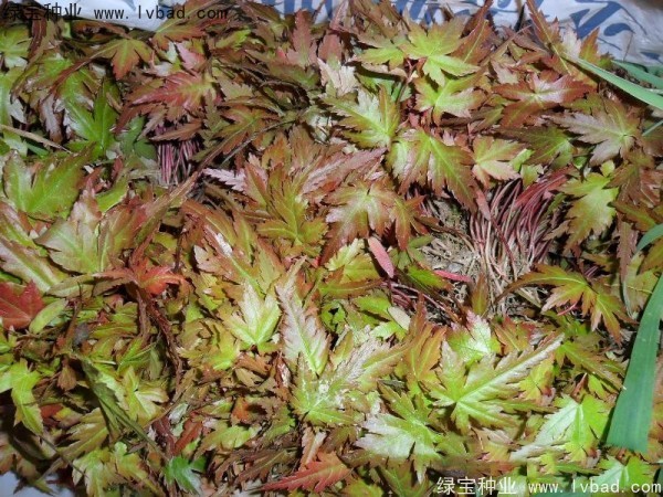 <a href='http://m.fscangbo.com/linmuzhongzi/1711.html' target='_blank'>雞爪槭種子</a>