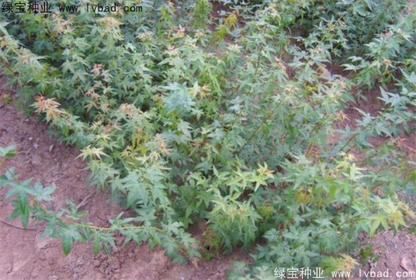 <a href='http://m.fscangbo.com/linmuzhongzi/1711.html' target='_blank'>雞爪槭種子</a>