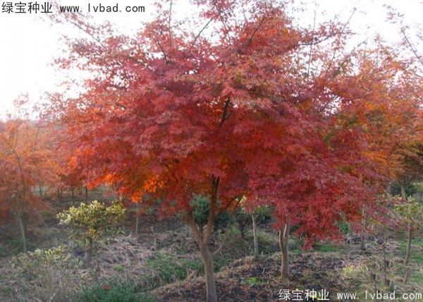 雞爪槭<a href='http://m.fscangbo.com/' target='_blank'>種子</a>