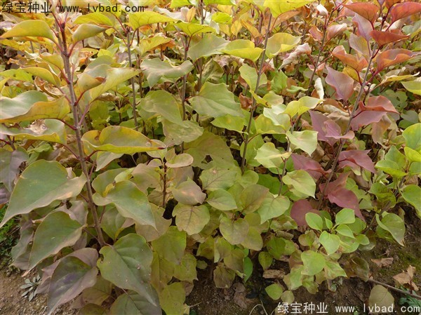 <a href='http://m.fscangbo.com/linmuzhongzi/1713.html' target='_blank'>丁香</a><a href='http://m.fscangbo.com/' target='_blank'>種子</a>