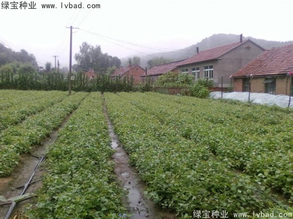 <a href='http://m.fscangbo.com/linmuzhongzi/1713.html' target='_blank'>丁香種子</a>