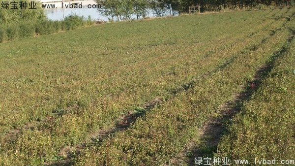 <a href='http://m.fscangbo.com/linmuzhongzi/1713.html' target='_blank'>丁香種子</a>