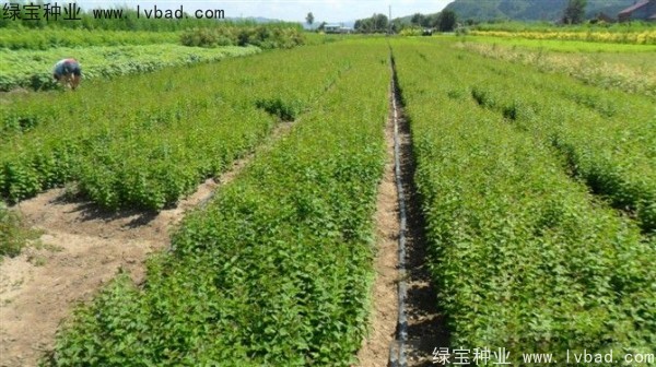 <a href='http://m.fscangbo.com/linmuzhongzi/1713.html' target='_blank'>丁香種子</a>