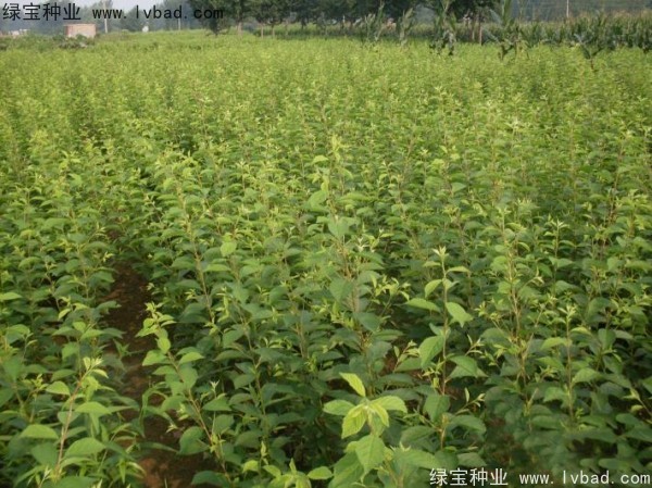 <a href='http://m.fscangbo.com/linmuzhongzi/1715.html' target='_blank'>榆葉梅種子</a>