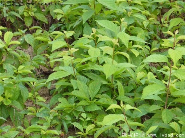 <a href='http://m.fscangbo.com/linmuzhongzi/1715.html' target='_blank'>榆葉梅種子</a>