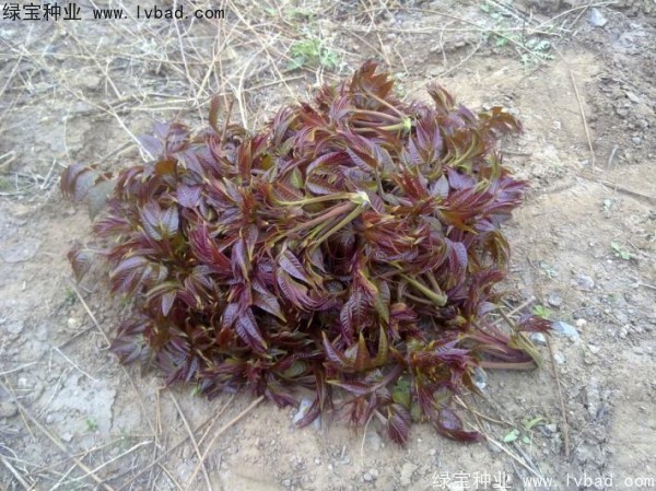 <a href='http://m.fscangbo.com/linmuzhongzi/1719.html' target='_blank'>香椿種子</a>