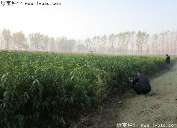<a href='http://m.fscangbo.com/linmuzhongzi/1723.html' target='_blank'>桃樹種子</a>