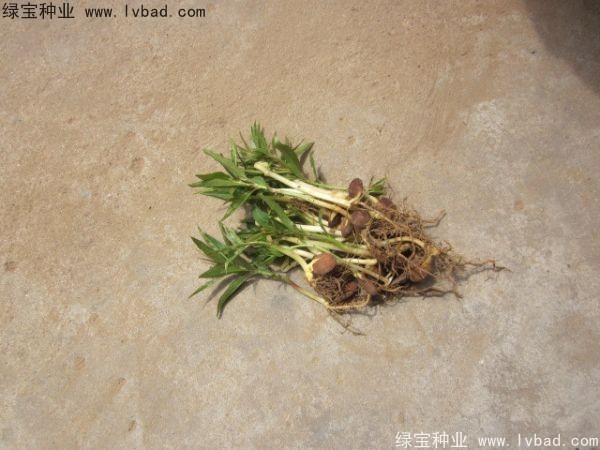 <a href='http://m.fscangbo.com/linmuzhongzi/1723.html' target='_blank'>桃樹</a><a href='http://m.fscangbo.com/' target='_blank'>種子</a>