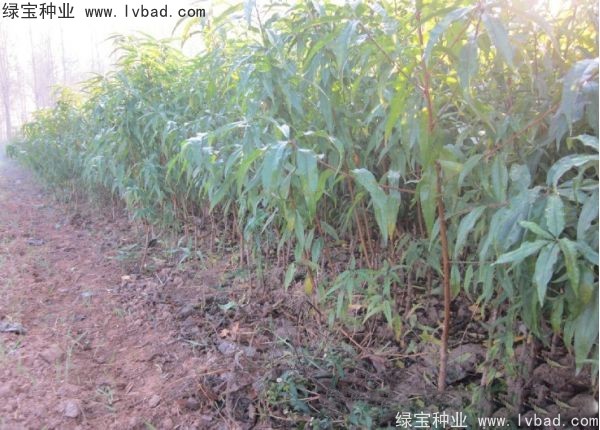 <a href='http://m.fscangbo.com/linmuzhongzi/1723.html' target='_blank'>桃樹種子</a>
