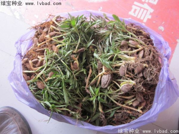 <a href='http://m.fscangbo.com/linmuzhongzi/1723.html' target='_blank'>桃樹</a><a href='http://m.fscangbo.com/' target='_blank'>種子</a>