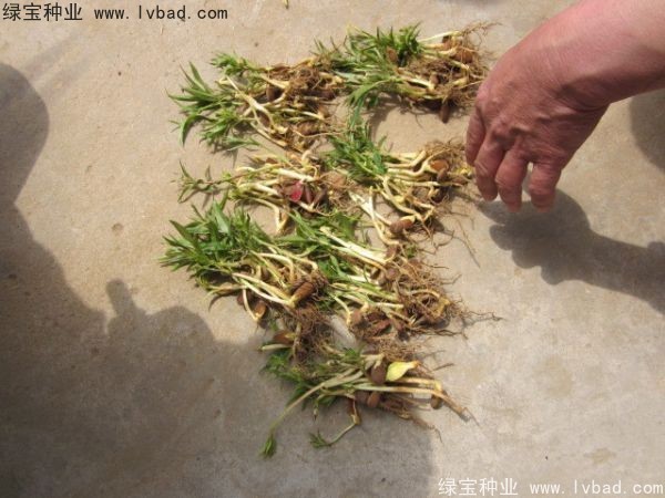<a href='http://m.fscangbo.com/linmuzhongzi/1723.html' target='_blank'>桃樹種子</a>