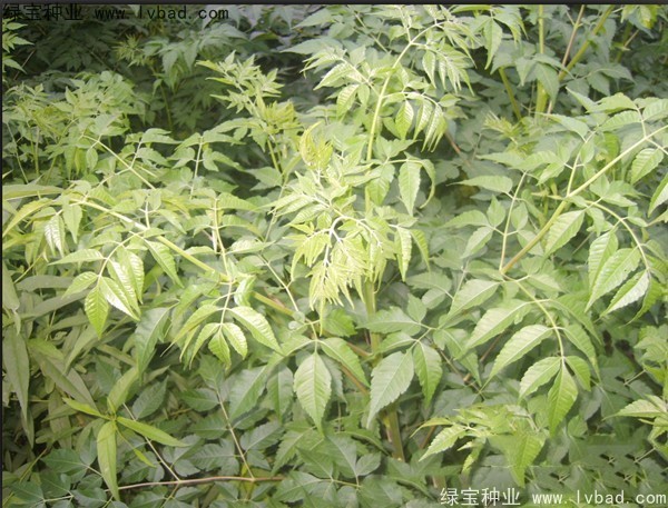 苦楝<a href='http://m.fscangbo.com/' target='_blank'>種子</a>