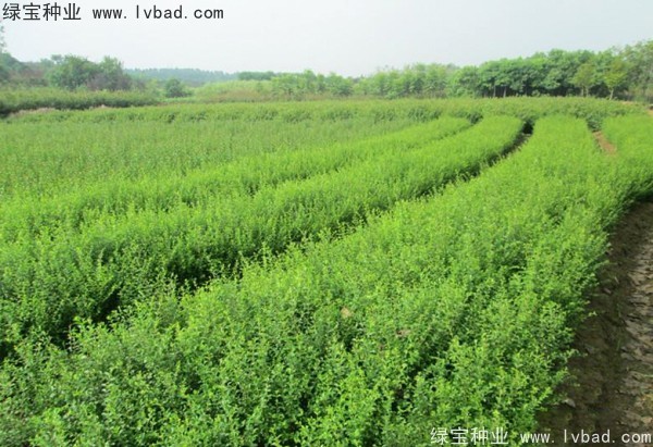 <a href='http://m.fscangbo.com/linmuzhongzi/1743.html' target='_blank'>小葉女貞種子</a>
