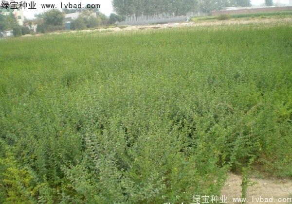 <a href='http://m.fscangbo.com/linmuzhongzi/1743.html' target='_blank'>小葉女貞種子</a>