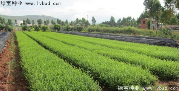 <a href='http://m.fscangbo.com/linmuzhongzi/1743.html' target='_blank'>小葉女貞</a><a href='http://m.fscangbo.com/' target='_blank'>種子</a>