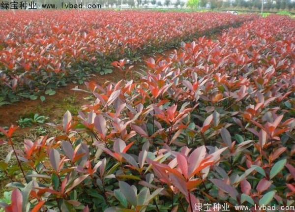 紅葉石楠<a href='http://m.fscangbo.com/' target='_blank'>種子</a>