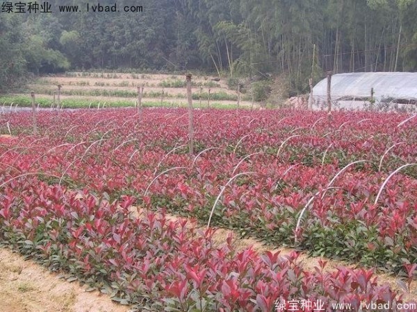 <a href='http://m.fscangbo.com/linmuzhongzi/1747.html' target='_blank'>紅葉石楠種子</a>